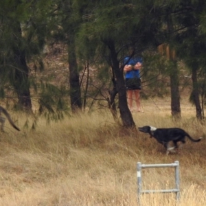 Macropus giganteus at Isabella Plains, ACT - 9 Jan 2020