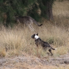 Macropus giganteus at Isabella Plains, ACT - 9 Jan 2020 11:04 AM