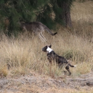 Macropus giganteus at Isabella Plains, ACT - 9 Jan 2020