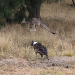 Macropus giganteus at Isabella Plains, ACT - 9 Jan 2020