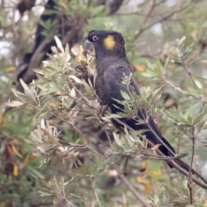 Zanda funerea at Tathra, NSW - 8 Jan 2020