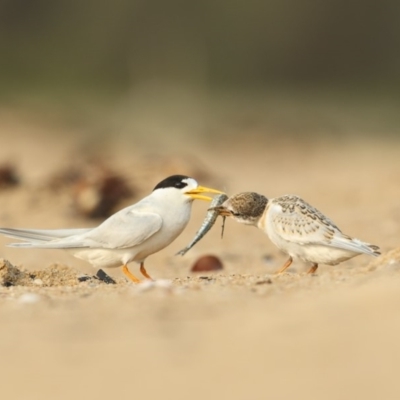 Sternula nereis (Fairy Tern) at Mogareeka, NSW - 10 Jan 2020 by Leo