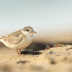 Sternula albifrons (Little Tern) at Mogareeka, NSW - 9 Jan 2020 by Leo