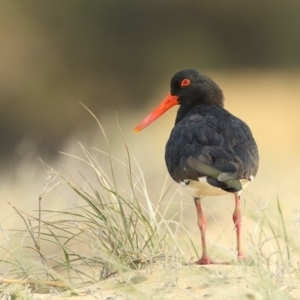 Haematopus longirostris at Mogareeka, NSW - suppressed