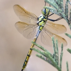 Hemicordulia tau (Tau Emerald) at Dunlop, ACT - 8 Jan 2020 by AlisonMilton