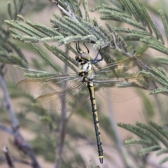 Hemicordulia tau at Dunlop, ACT - 9 Jan 2020