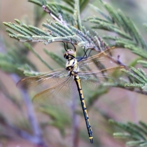 Hemicordulia tau at Dunlop, ACT - 9 Jan 2020