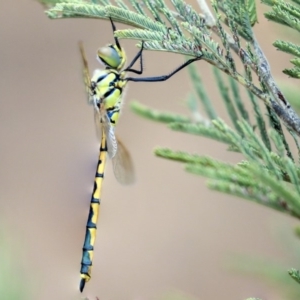 Hemicordulia tau at Dunlop, ACT - 9 Jan 2020