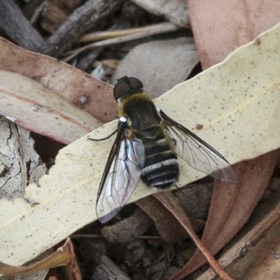 Villa sp. (genus) (Unidentified Villa bee fly) at Hawker, ACT - 9 Jan 2020 by AlisonMilton
