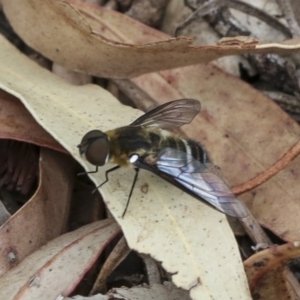 Villa sp. (genus) at Hawker, ACT - 9 Jan 2020