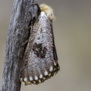 Epicoma contristis at Hawker, ACT - 9 Jan 2020 12:42 PM