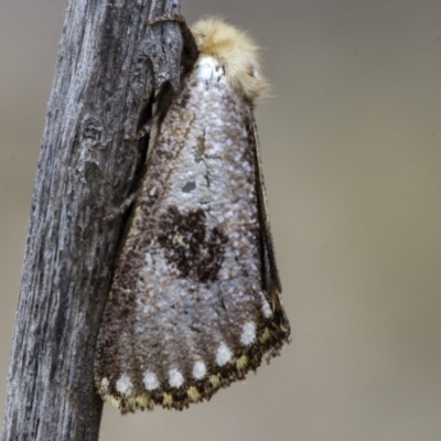 Epicoma contristis (Yellow-spotted Epicoma Moth) at The Pinnacle - 9 Jan 2020 by AlisonMilton