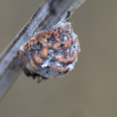 Icerya acaciae (Acacia mealy bug) at Dunlop, ACT - 9 Jan 2020 by AlisonMilton