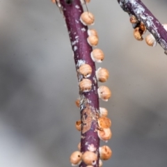 Eriococcus coriaceus (Gumtree Scale) at The Pinnacle - 9 Jan 2020 by AlisonMilton