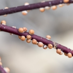 Eriococcus coriaceus at Hawker, ACT - 9 Jan 2020