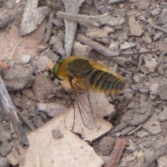 Bombyliidae (family) (Unidentified Bee fly) at Coree, ACT - 9 Jan 2020 by Christine