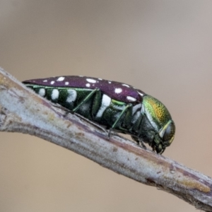 Diphucrania leucosticta at Hawker, ACT - 9 Jan 2020