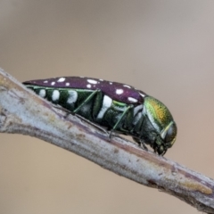 Diphucrania leucosticta (White-flecked acacia jewel beetle) at Hawker, ACT - 9 Jan 2020 by AlisonMilton