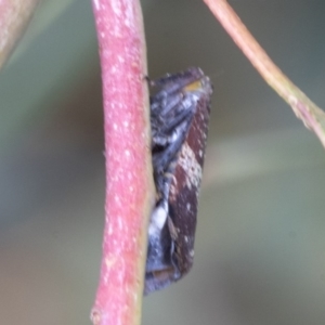 Platybrachys sp. (genus) at Hawker, ACT - 9 Jan 2020
