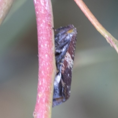 Platybrachys sp. (genus) (A gum hopper) at Hawker, ACT - 9 Jan 2020 by AlisonMilton
