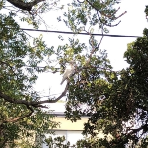 Cacatua sanguinea at Hughes, ACT - 10 Jan 2020