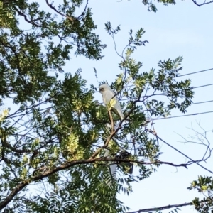 Cacatua sanguinea at Hughes, ACT - 10 Jan 2020