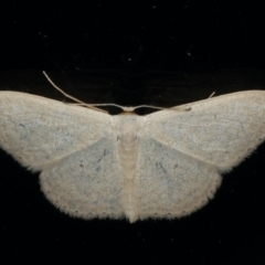 Scopula optivata (Varied Wave) at Ainslie, ACT - 8 Jan 2020 by jb2602