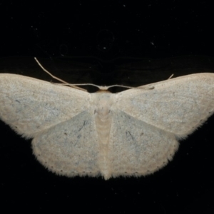 Scopula optivata at Ainslie, ACT - 8 Jan 2020