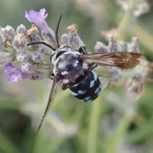 Thyreus caeruleopunctatus at Spence, ACT - 10 Jan 2020