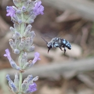 Thyreus caeruleopunctatus at Spence, ACT - 10 Jan 2020