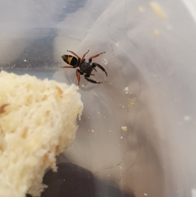 Apricia jovialis (Jovial jumping spider) at Red Hill to Yarralumla Creek - 10 Jan 2020 by Ct1000