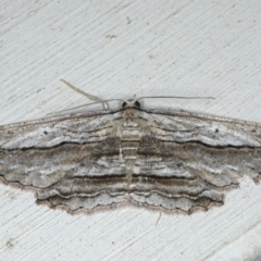 Euphronarcha luxaria (Striated Bark Moth) at Ainslie, ACT - 8 Jan 2020 by jbromilow50