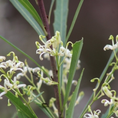 Lomatia myricoides (River Lomatia) at Mongarlowe, NSW - 8 Jan 2020 by LisaH