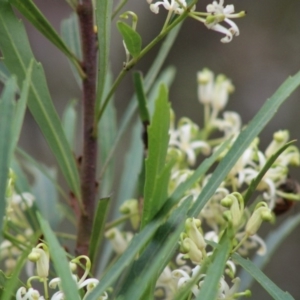 Lomatia myricoides at Mongarlowe, NSW - 8 Jan 2020