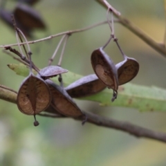 Lomatia myricoides at Mongarlowe, NSW - 8 Jan 2020