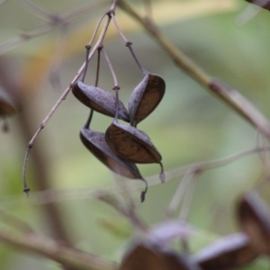 Lomatia myricoides at Mongarlowe, NSW - 8 Jan 2020