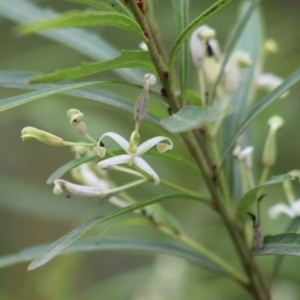 Lomatia myricoides at Mongarlowe, NSW - 8 Jan 2020