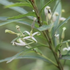 Lomatia myricoides at Mongarlowe, NSW - 8 Jan 2020