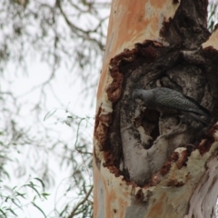 Callocephalon fimbriatum (Gang-gang Cockatoo) at Hughes, ACT - 5 Jan 2020 by LisaH