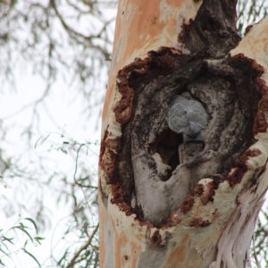 Callocephalon fimbriatum at Hughes, ACT - 5 Jan 2020