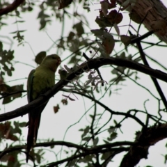 Polytelis swainsonii (Superb Parrot) at Hughes Garran Woodland - 4 Jan 2020 by LisaH