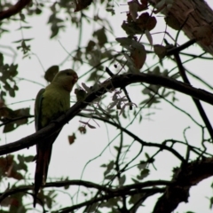 Polytelis swainsonii (Superb Parrot) at Garran, ACT - 4 Jan 2020 by LisaH