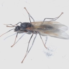 Formicidae (family) (Unidentified ant) at Belconnen, ACT - 8 Jan 2020 by Harrisi