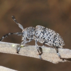 Ancita sp. (genus) (Longicorn or longhorn beetle) at Coree, ACT - 7 Jan 2020 by Harrisi