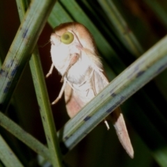 Helicoverpa (genus) (A bollworm) at Bookham, NSW - 8 Jan 2020 by Harrisi