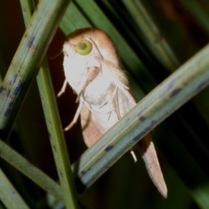 Helicoverpa (genus) at Bookham, NSW - 8 Jan 2020