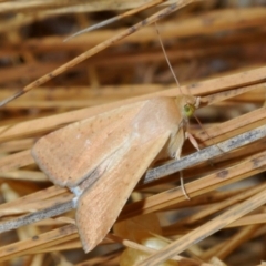 Helicoverpa (genus) at Bookham, NSW - 8 Jan 2020