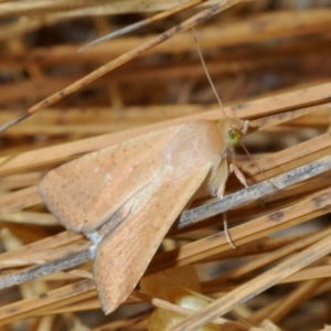 Helicoverpa (genus) at Bookham, NSW - 8 Jan 2020