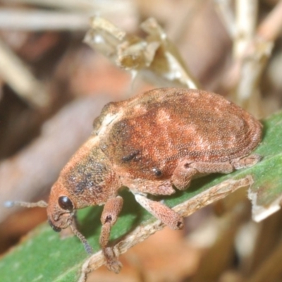 Gonipterus sp. (genus) (Eucalyptus Weevil) at Uriarra Recreation Reserve - 7 Jan 2020 by Harrisi