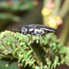Agrilus hypoleucus (Hypoleucus jewel beetle) at Black Mountain - 7 Jan 2020 by Harrisi
